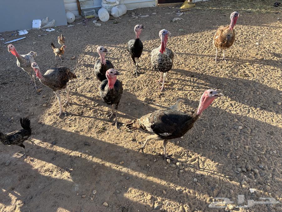 ديوك رومي للبيع64476001995649110