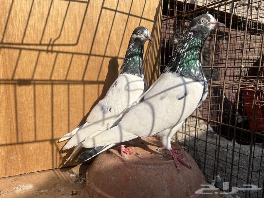 حمام باكستاني تيدي سخي64477990649987111