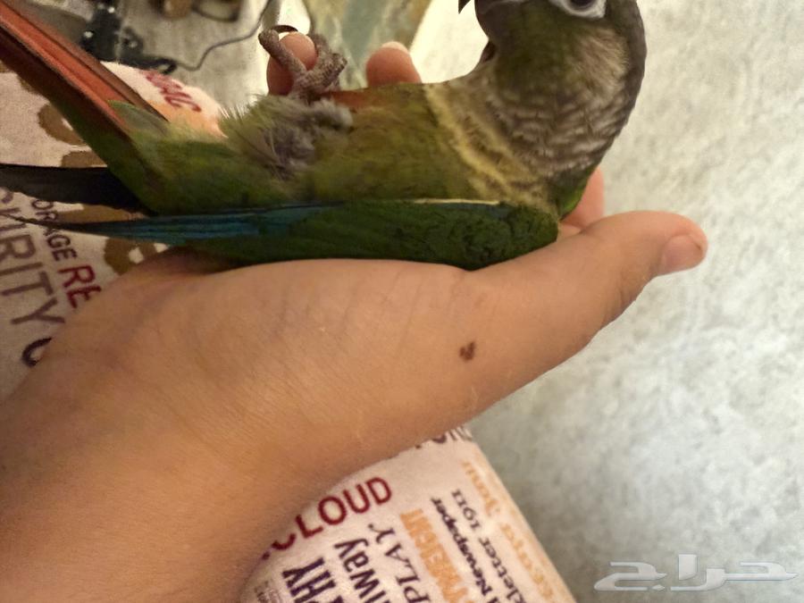 كنيور قرين شيك اليف و هدد ب90064477310943234114