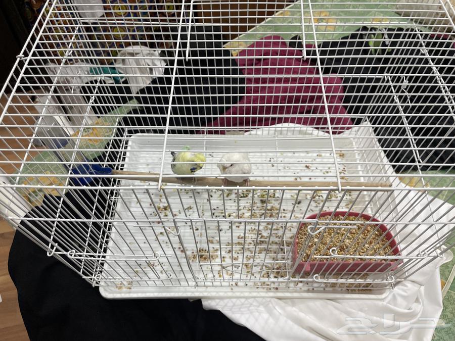 طيور حب هوفو64474346452482111