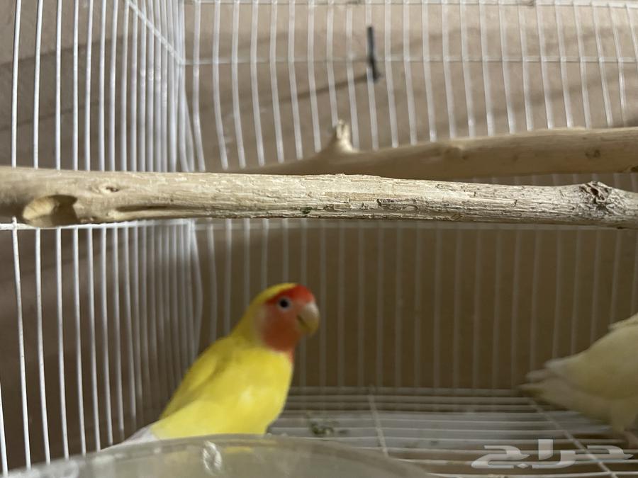 روز البينو العيون حمره64473233973761114