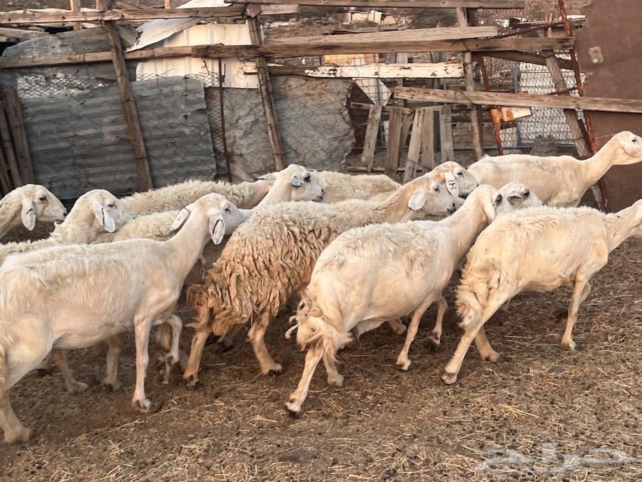 ضان حريه ولد و دفيع64477548494851110