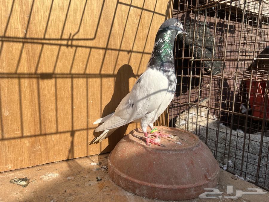 حمام باكستاني تيدي سخي64477990649987110