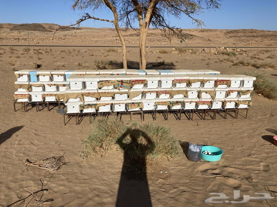 نحل منحل للبيع64473725971586110