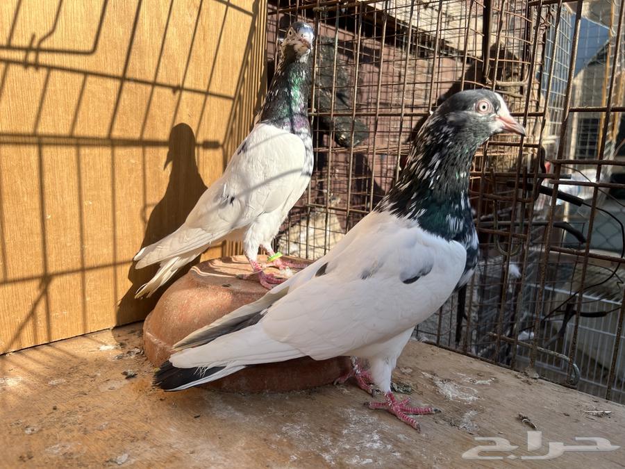 حمام باكستاني تيدي سخي64477990649987112