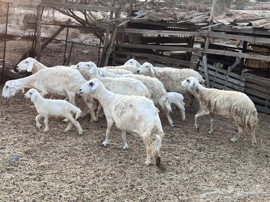 ضان حريه ولد و دفيع64477548494851114