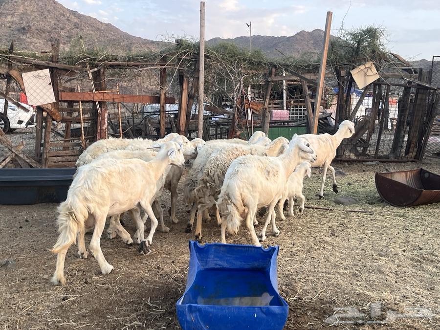 ضان حريه ولد و دفيع64477548494851111