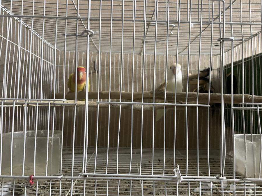 روز البينو العيون حمره64473233973761110