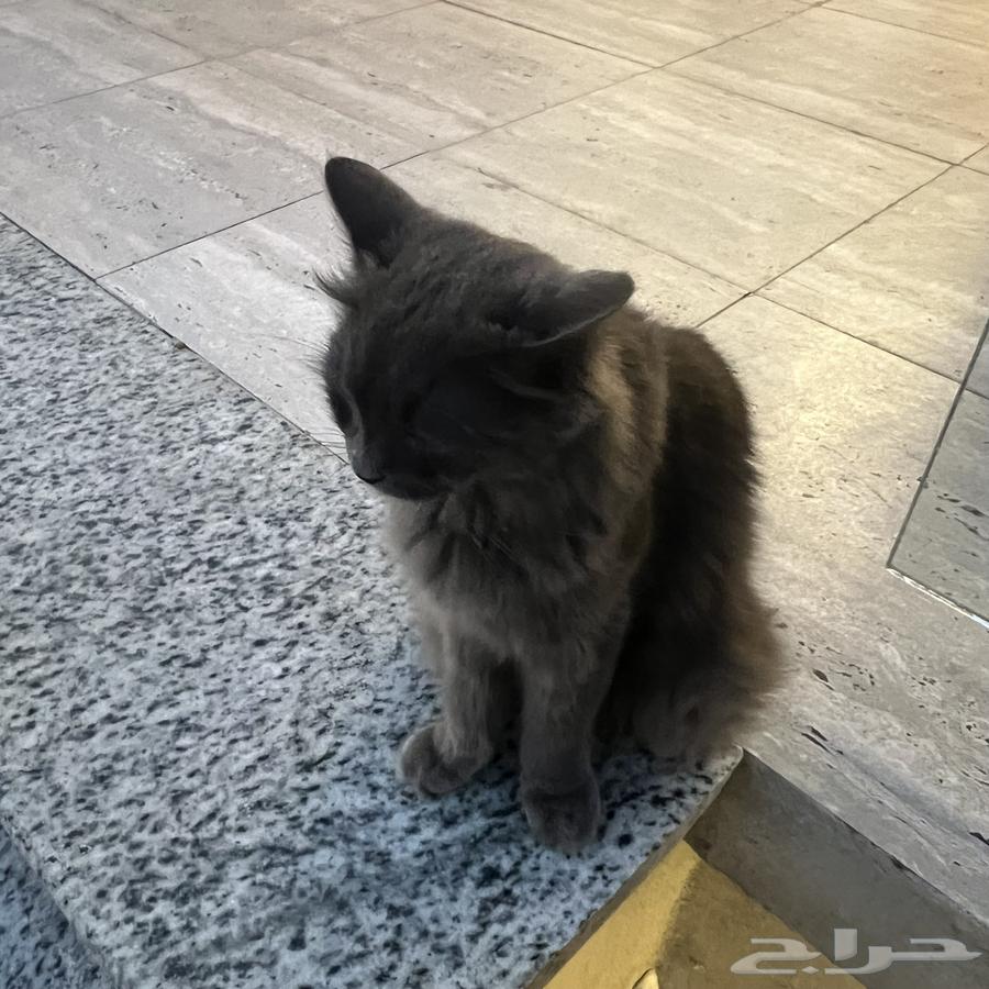 بسه مرميه في جيريال نظيفة وسليمه64477157685634110