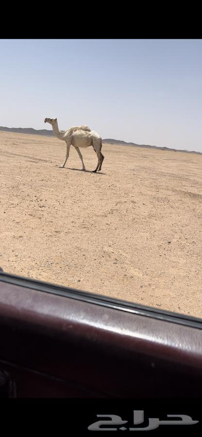 ضريبه للبيع64474610610433110