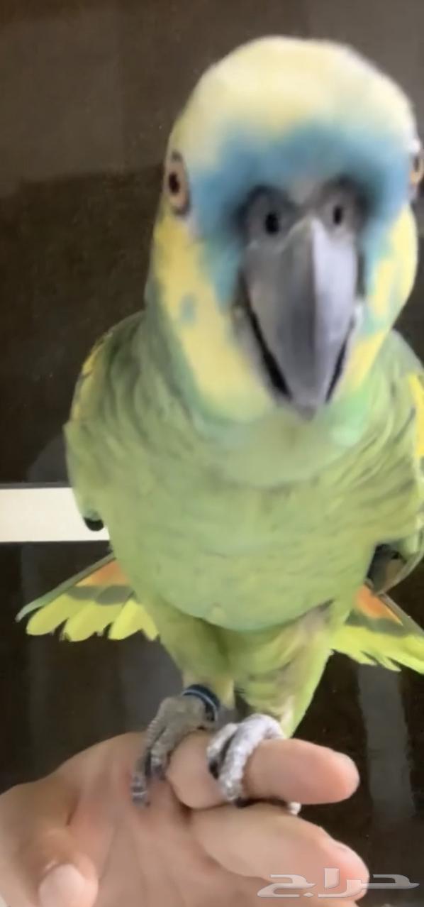 للبيع ببغاء امزون بلوفرنت جاكو اسطوره على اليد64477686096643112
