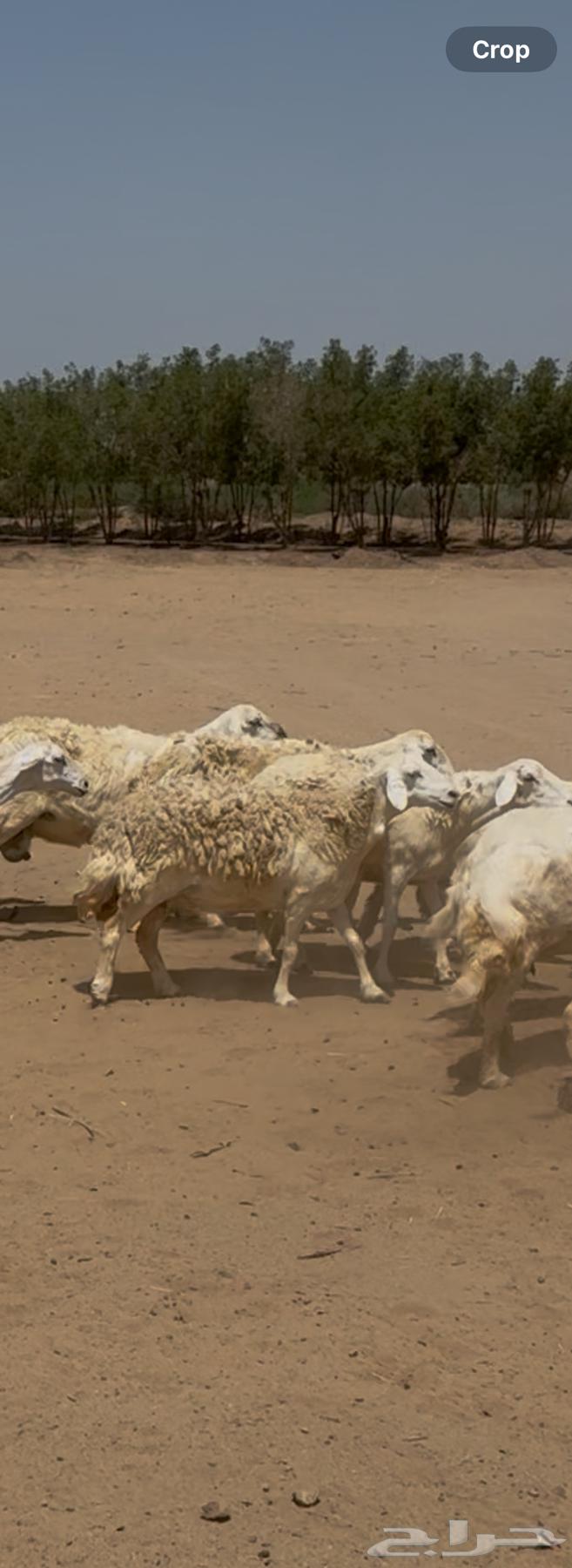 للبيع ضان حريات مراح واحد ولد ودفيع (( تم البيع ))64474172219521110