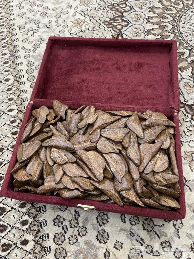 عود مروكي للبيع نظيف جد ا وناهي للغايه64477894266498110