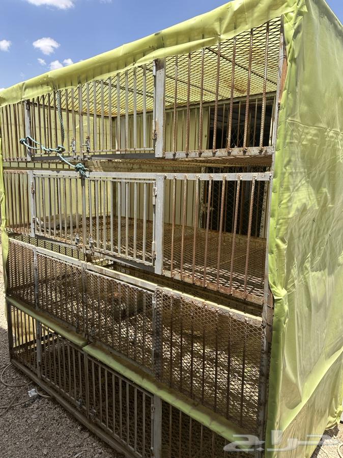 Bird incubator or bird net64473916969219111