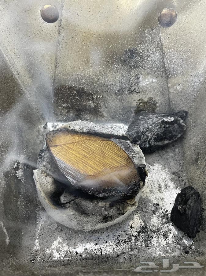 عود مروكي للبيع نظيف جد ا وناهي للغايه64477894266498112