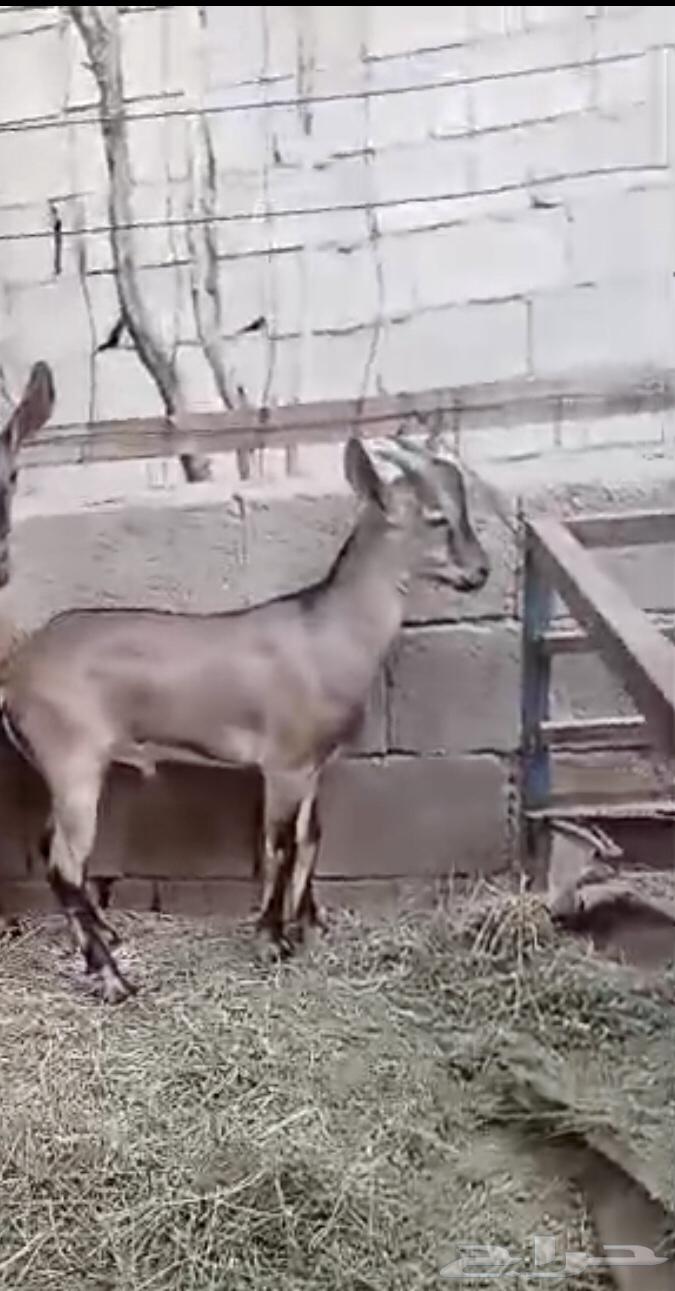 تيس ولد وعل فاخر لاهل الصنف64473666809347110