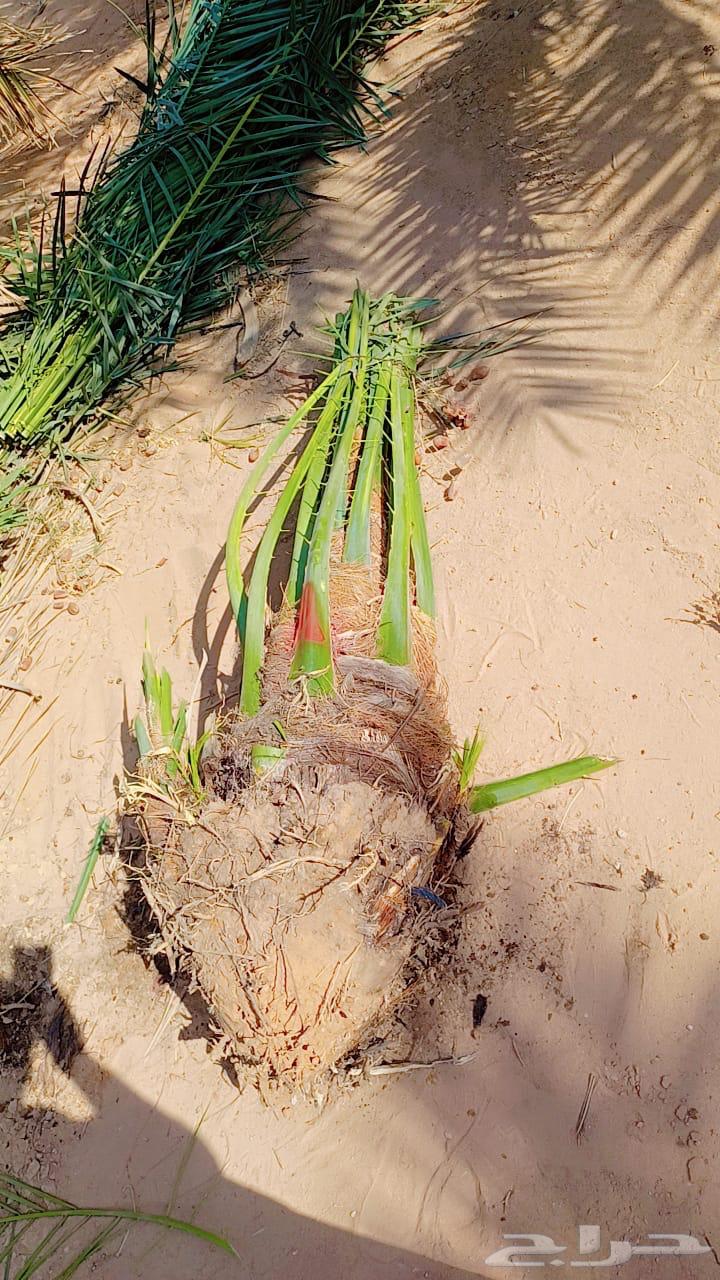 صقعي اللبيع64146340216578113