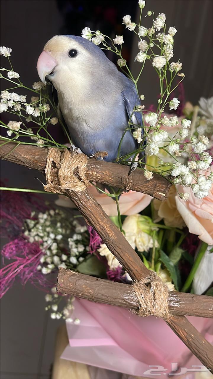 للبيع ببغاء الروز64475791960193112