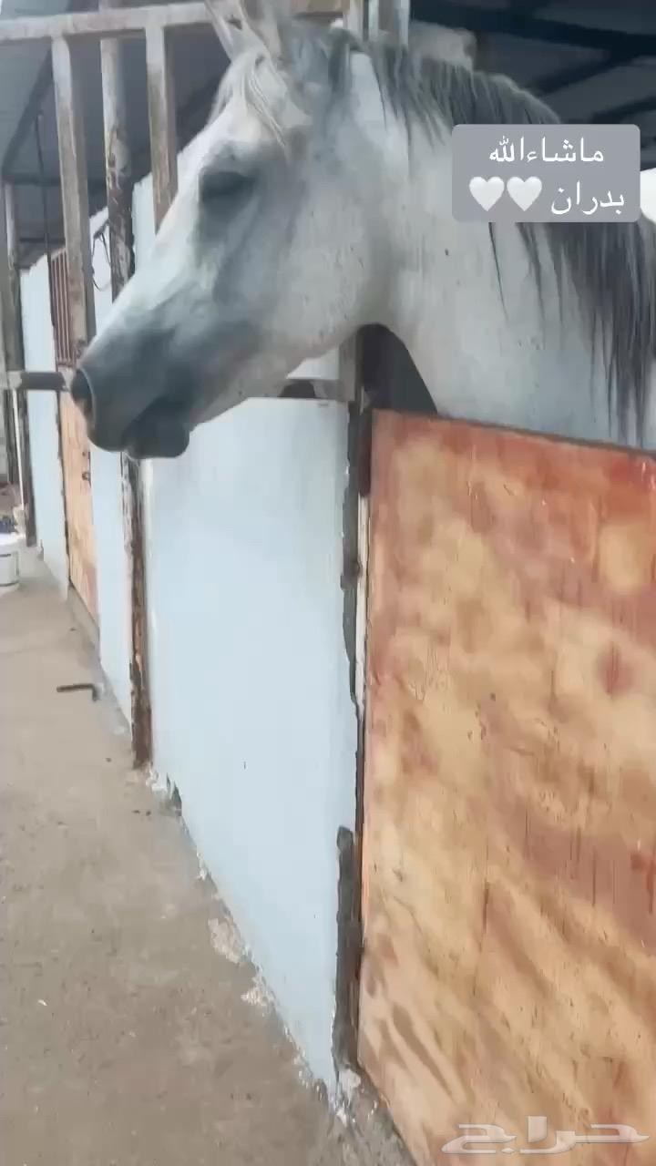 حصان جزيري البيع سمحه ومستعجل64472967687683112