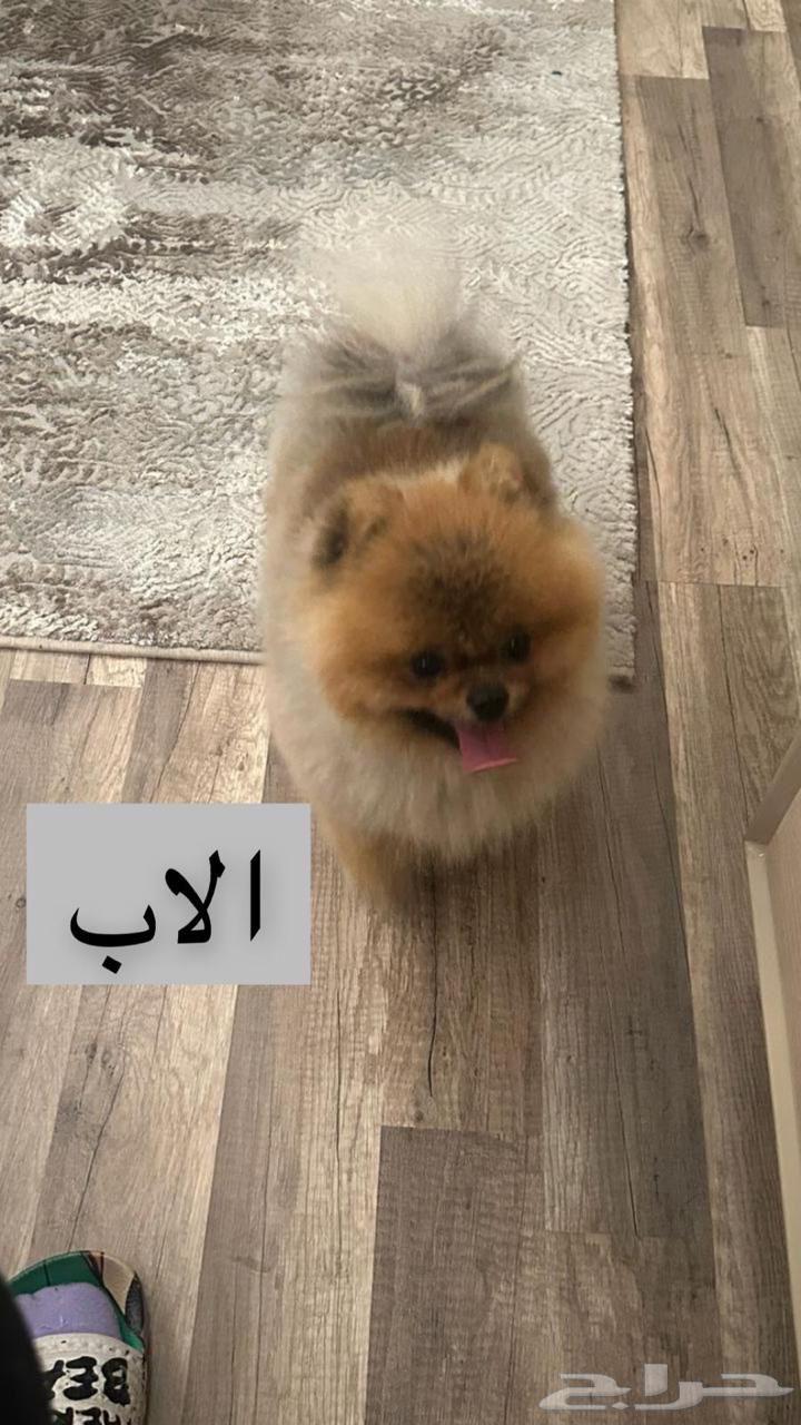 Pomeranian كلب بومرينيان تي64474075692929112
