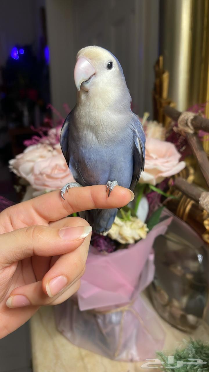 للبيع ببغاء الروز64475791960193111