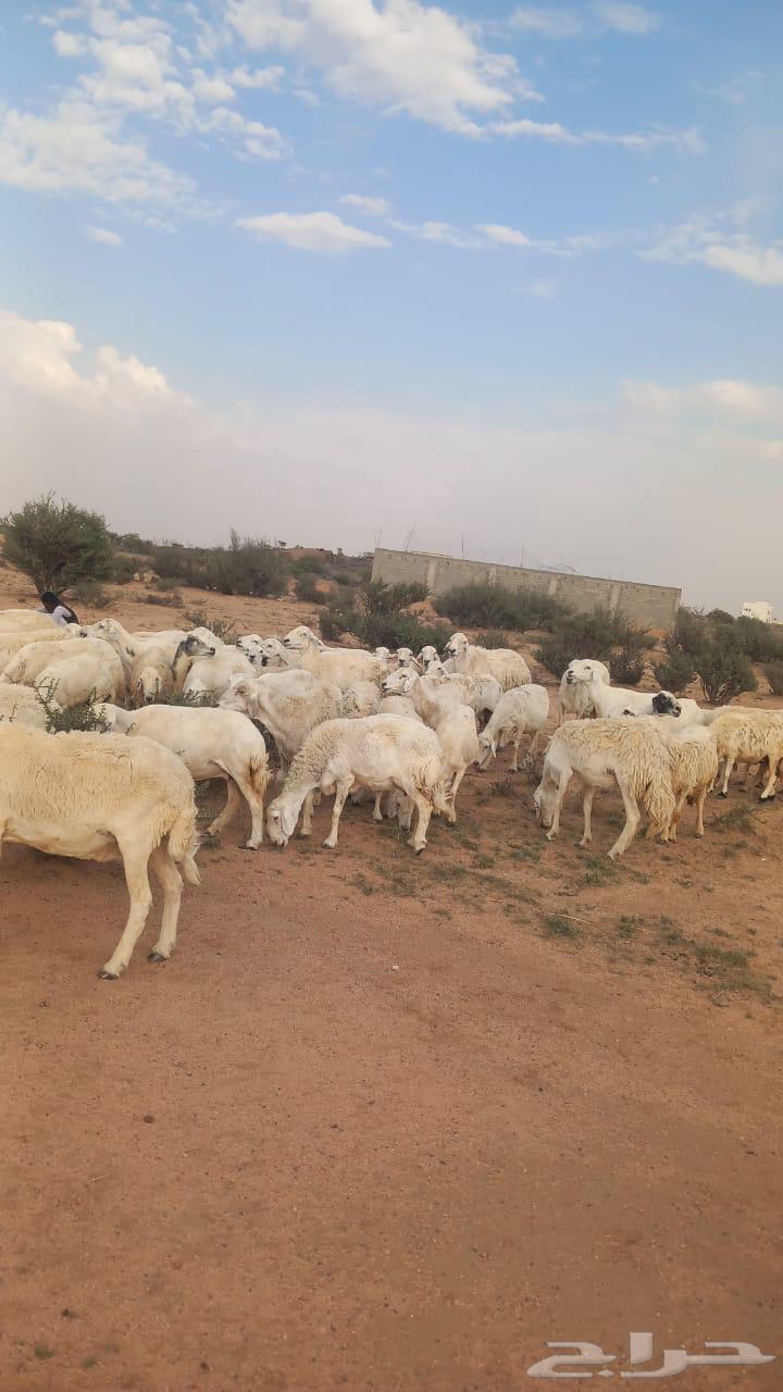 Sheep for Sale64474075777793111