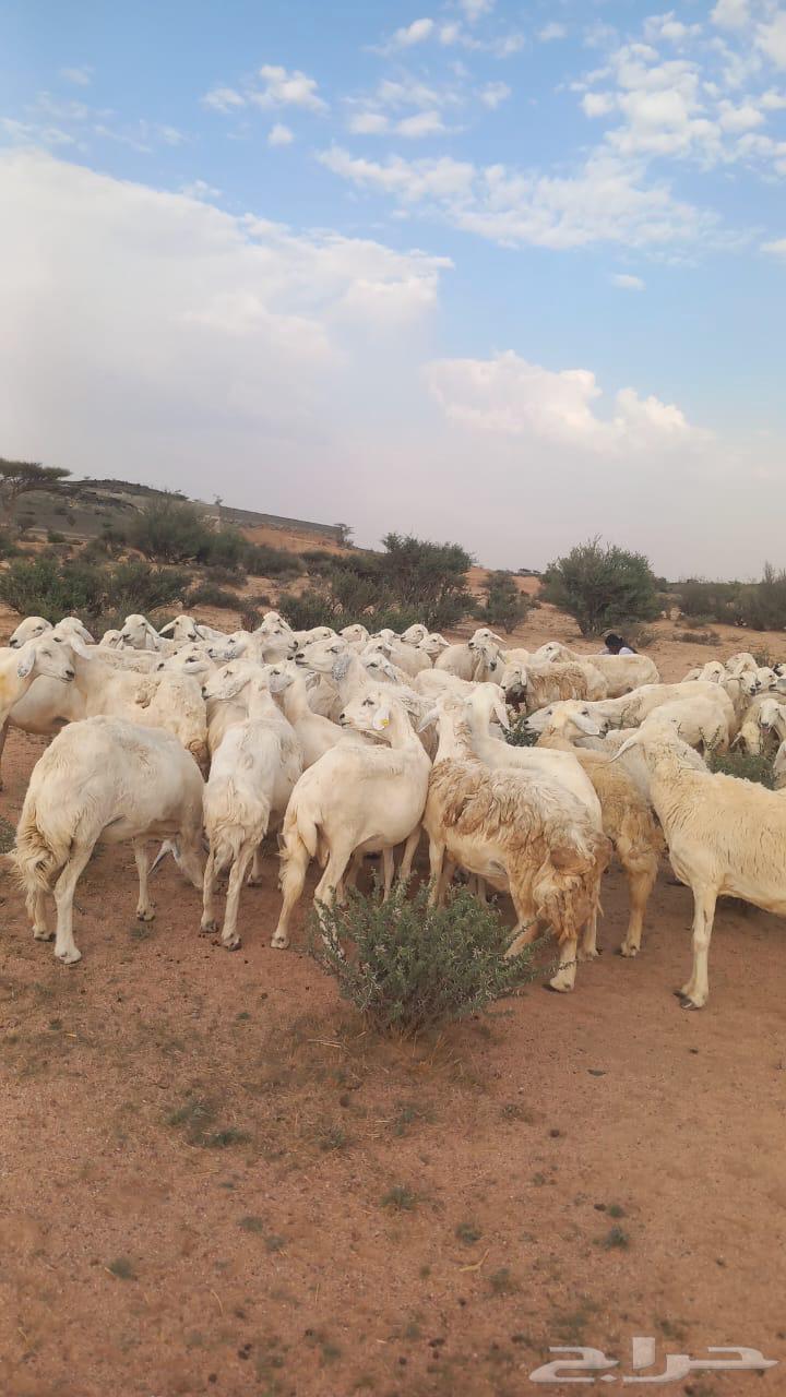 Sheep for Sale64474075777793110