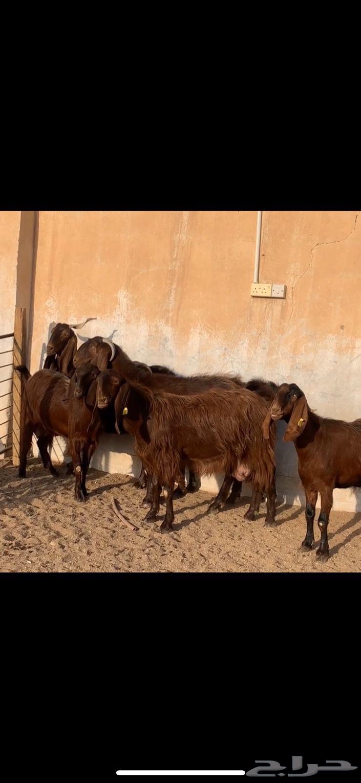 معزا قبرصيات ( تم البيع )64477116030721110