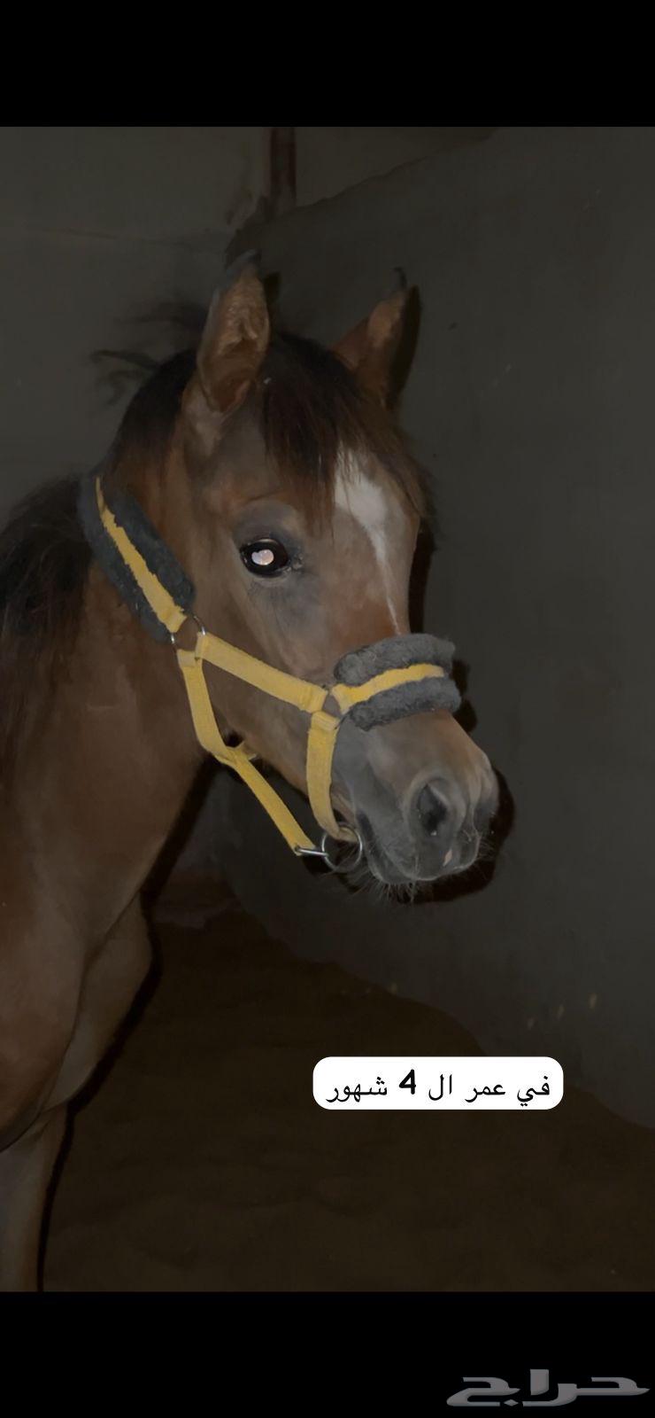 مهر واهو ابن حديدي الشقب64472754701571111