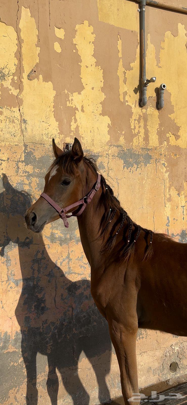 مهر واهو ابن حديدي الشقب64472754701571112