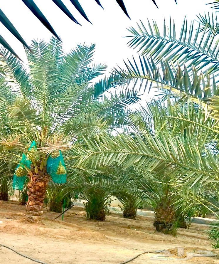 نخل مثمر للبيع64475432619906110