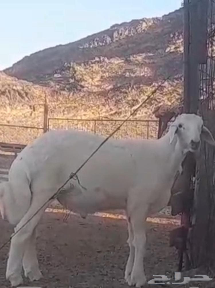 مشروع فحل حري صنف64475904257027114