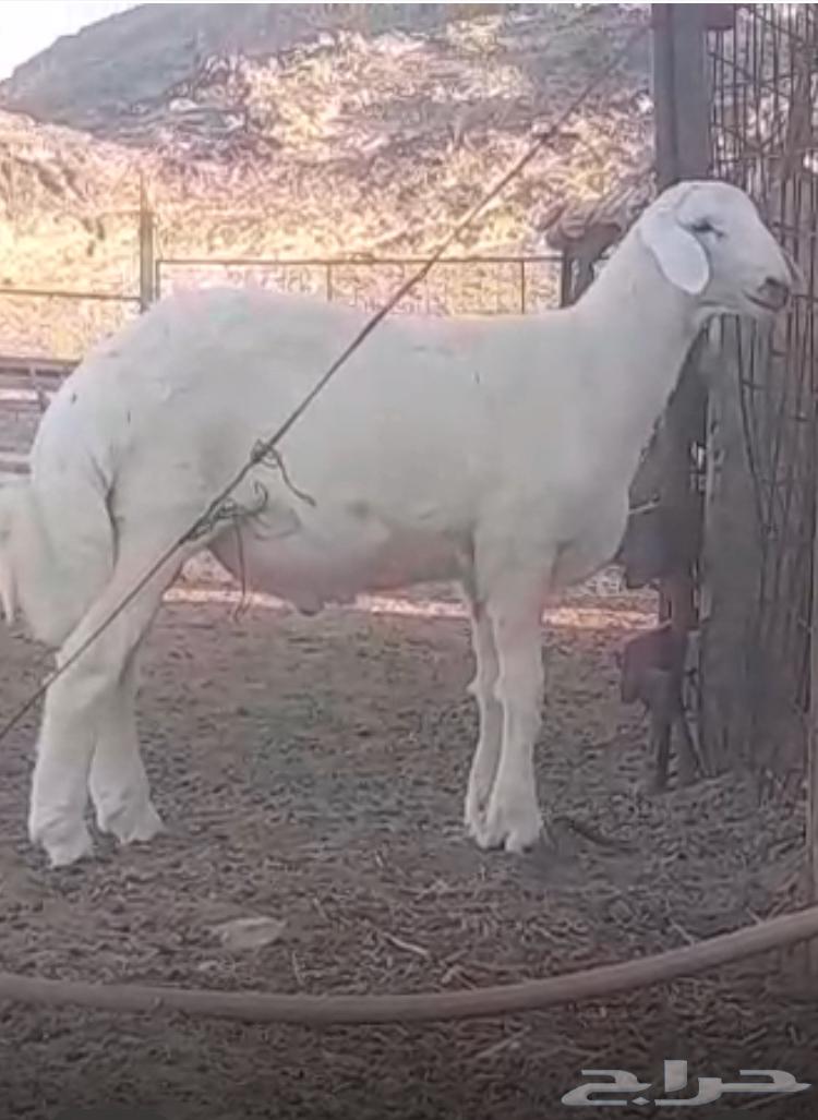 مشروع فحل حري صنف64475904257027110