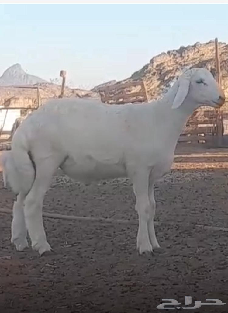 مشروع فحل حري صنف64475904257027111