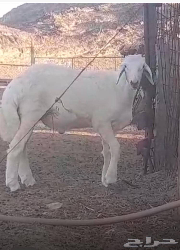 مشروع فحل حري صنف64475904257027113