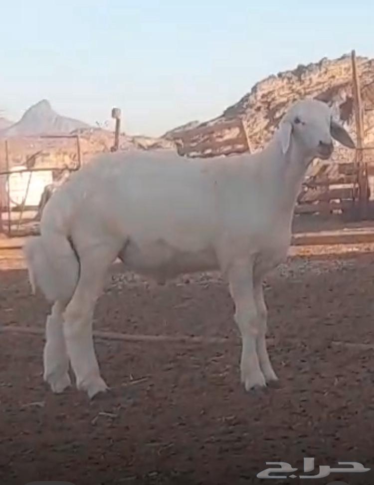 مشروع فحل حري صنف64475904257027112