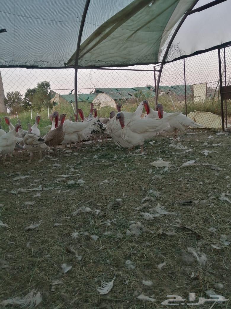 للبيع ديك رومي جروم طيبه64475667509506110