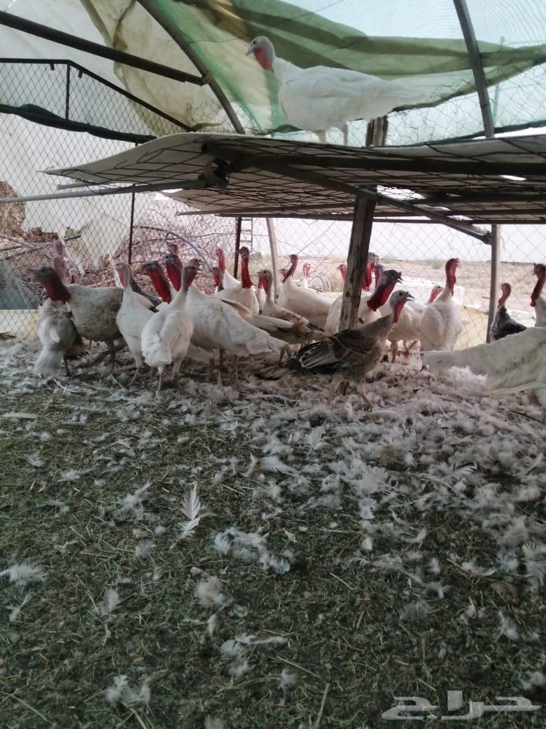 للبيع ديك رومي جروم طيبه64475667509506111