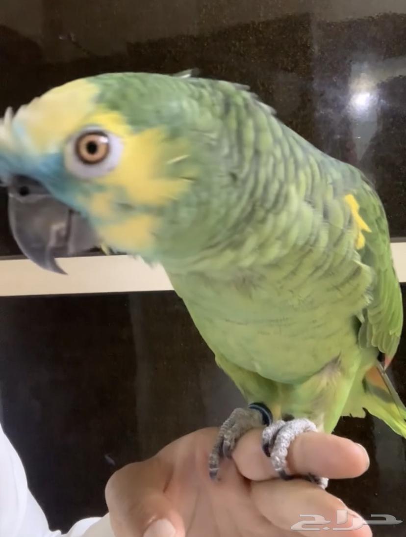 للبيع ببغاء امزون بلوفرنت جاكو اسطوره على اليد64477686096643110