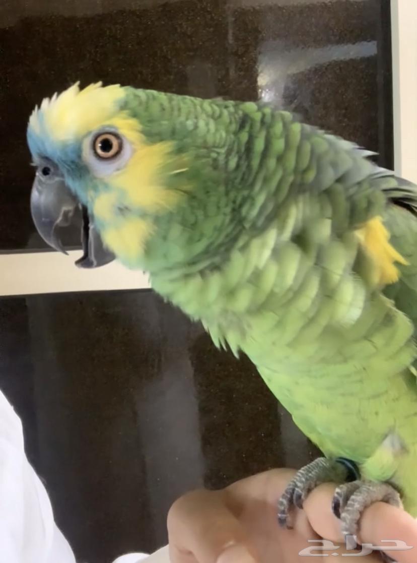 للبيع ببغاء امزون بلوفرنت جاكو اسطوره على اليد64477686096643111