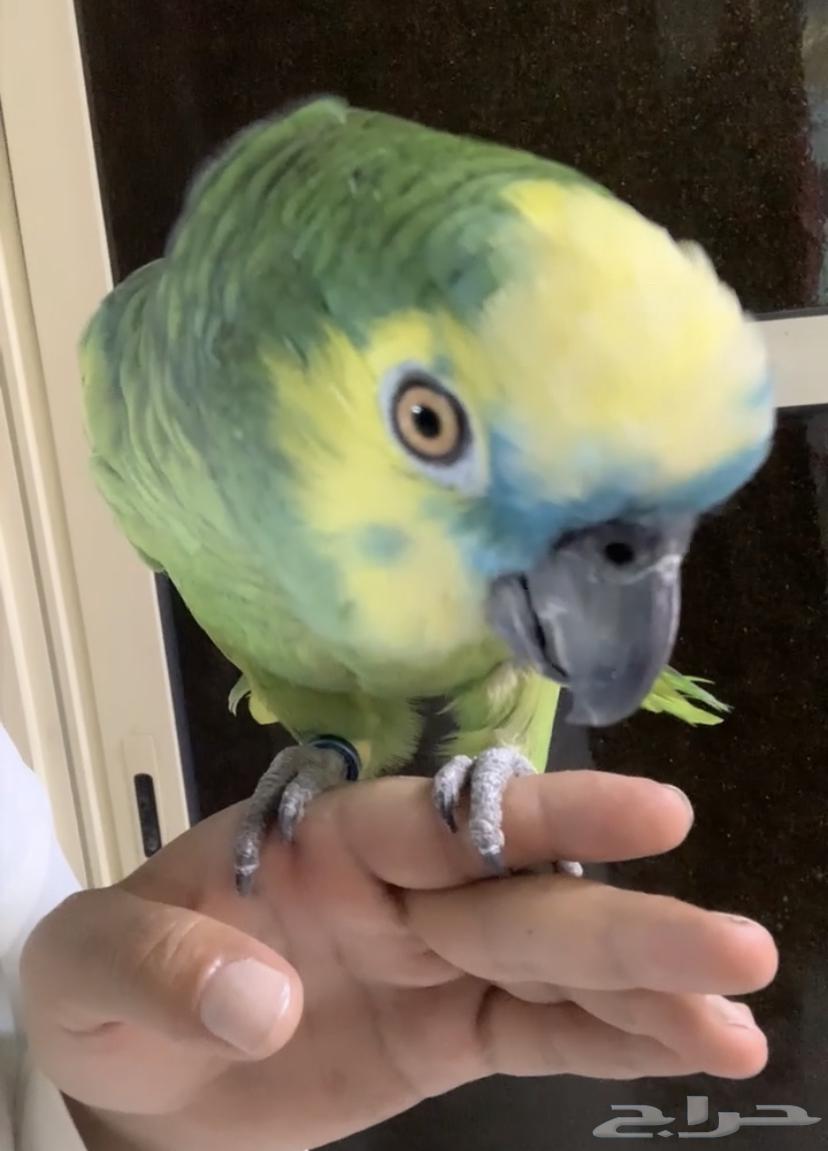 للبيع ببغاء امزون بلوفرنت جاكو اسطوره على اليد64477686096643113