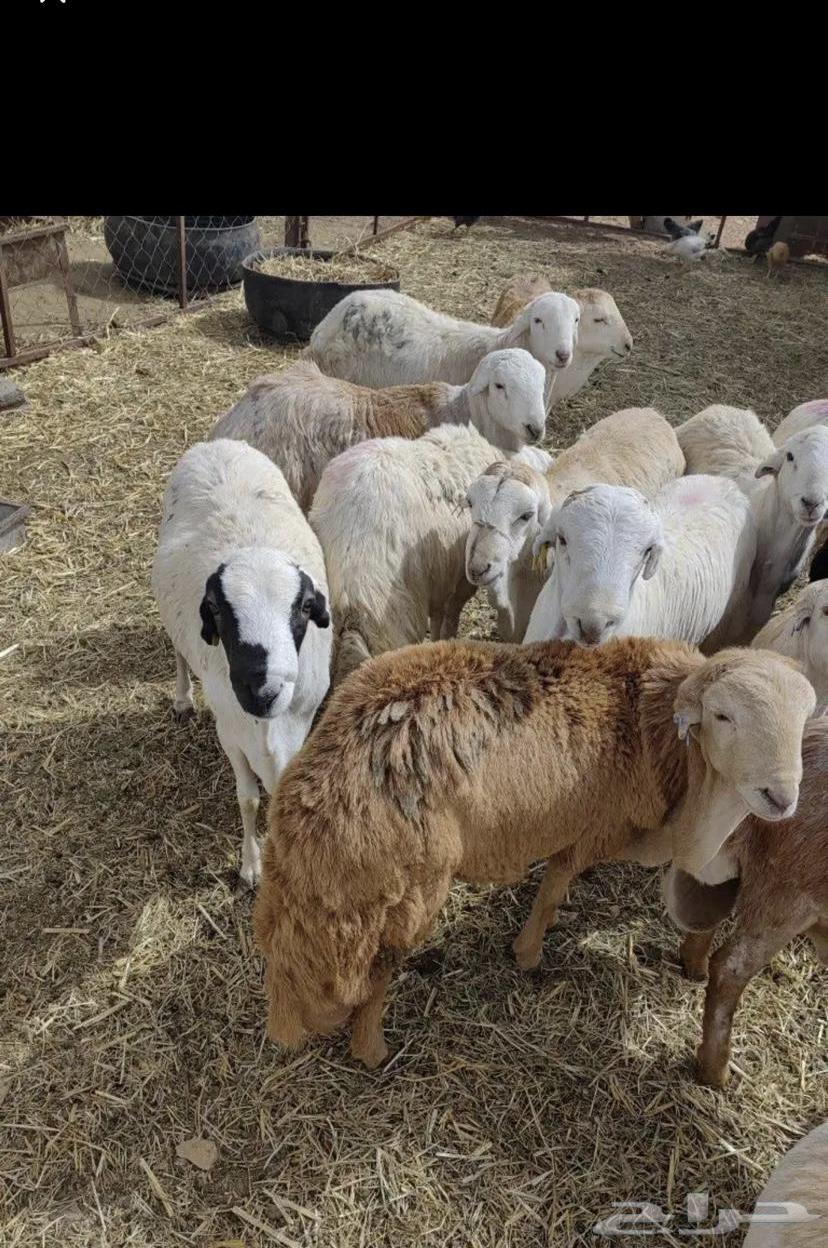 High-quality Italian chickens raised in Al-Hayl, suitable for refrigerators and gatherings64474624531331111