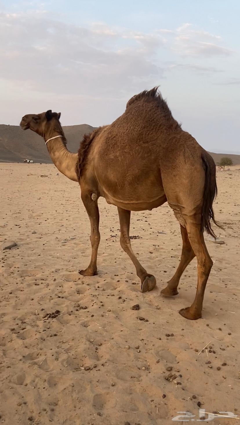 Yellow camel, good enough64473261746945110