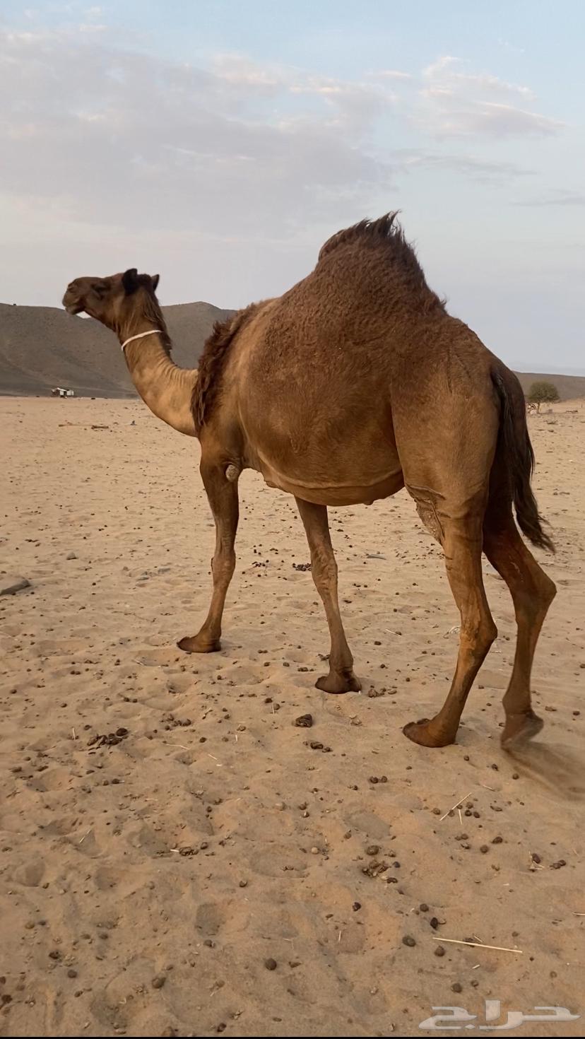 Yellow camel, good enough64473261746945111