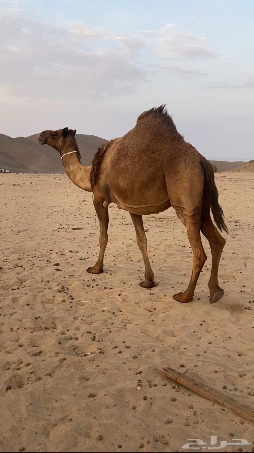 Yellow camel, good enough64473261746945112