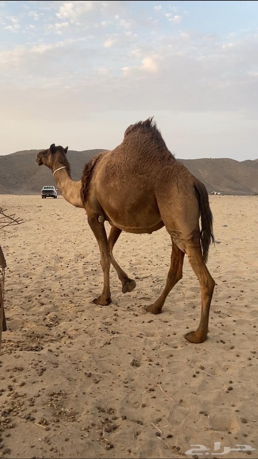 Yellow camel, good enough64473261746945114