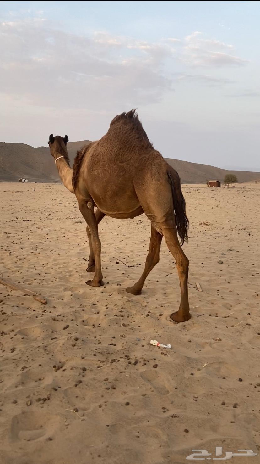 Yellow camel, good enough64473261746945113