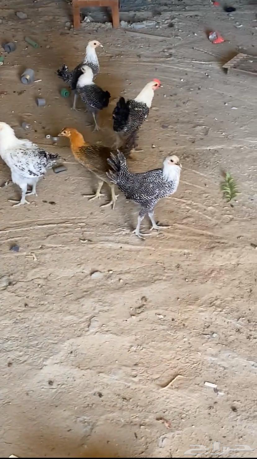 Poultry64472200482947110