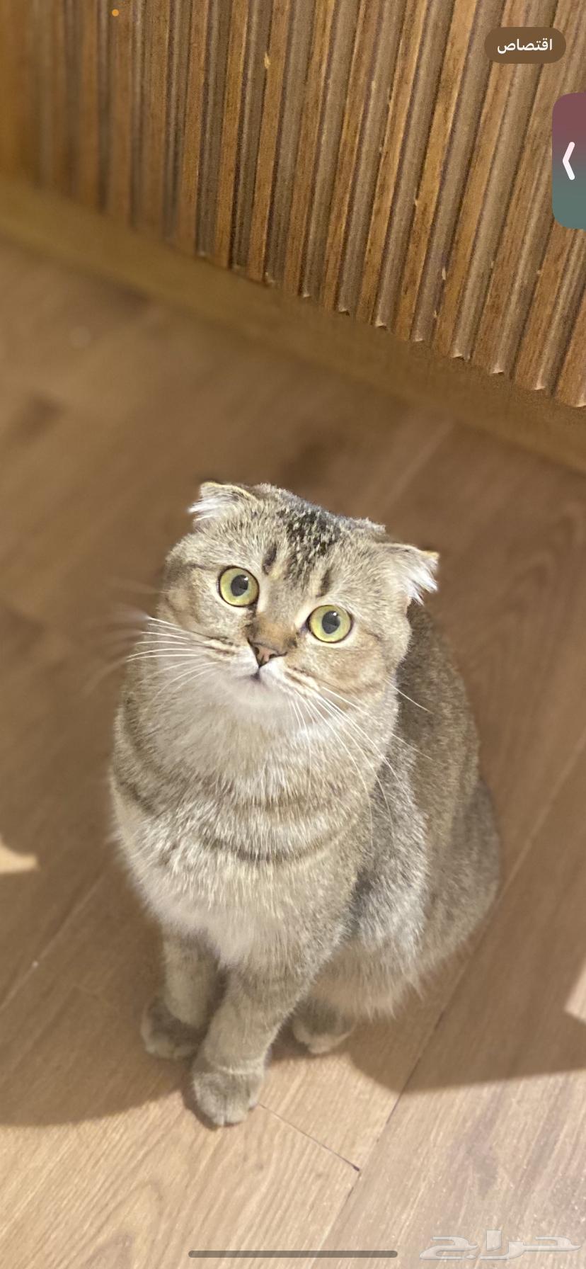 ام منتجه سكوتش من اب مستورد لرؤية صور عيالها بحسابي للربح64472803008897110