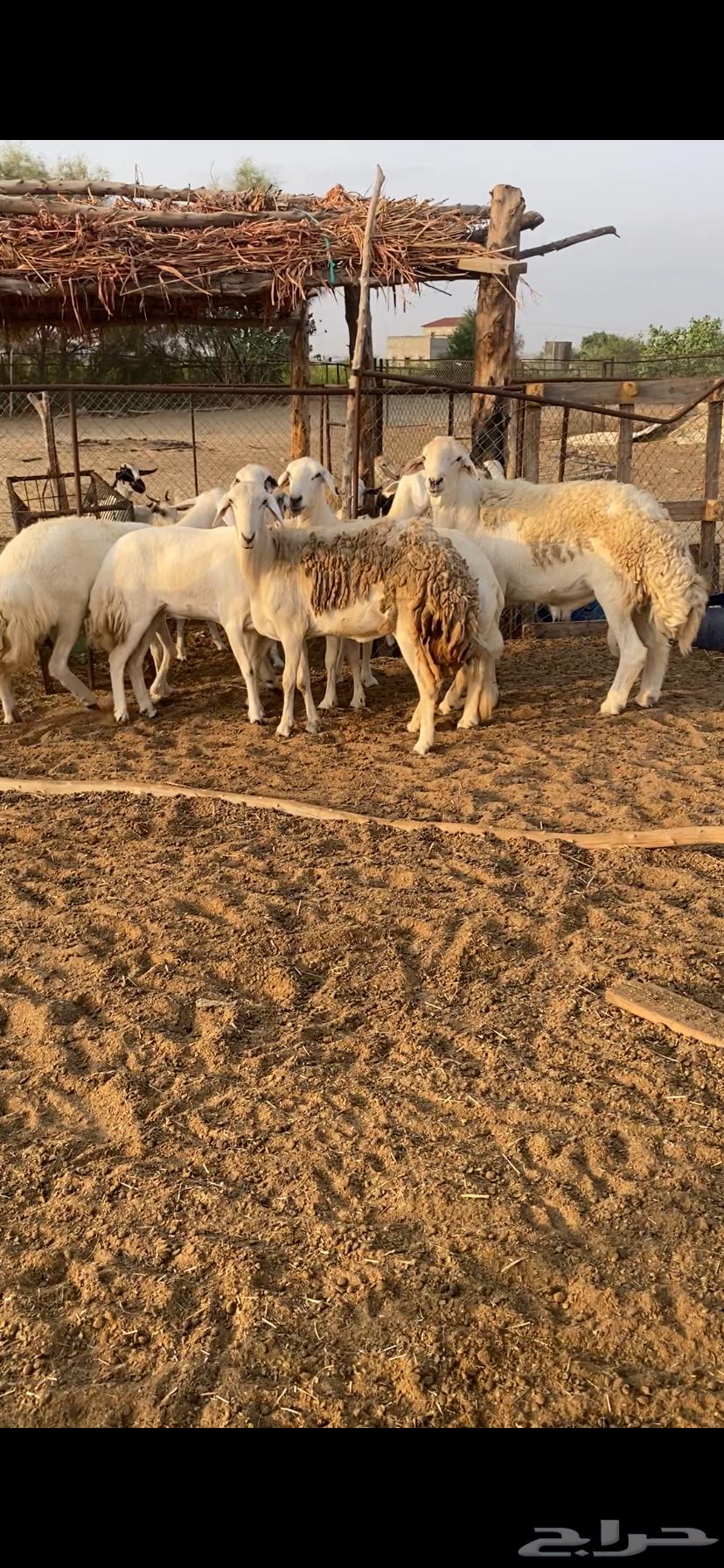 ضان مع فحلها كفو للبيع64473008985857110